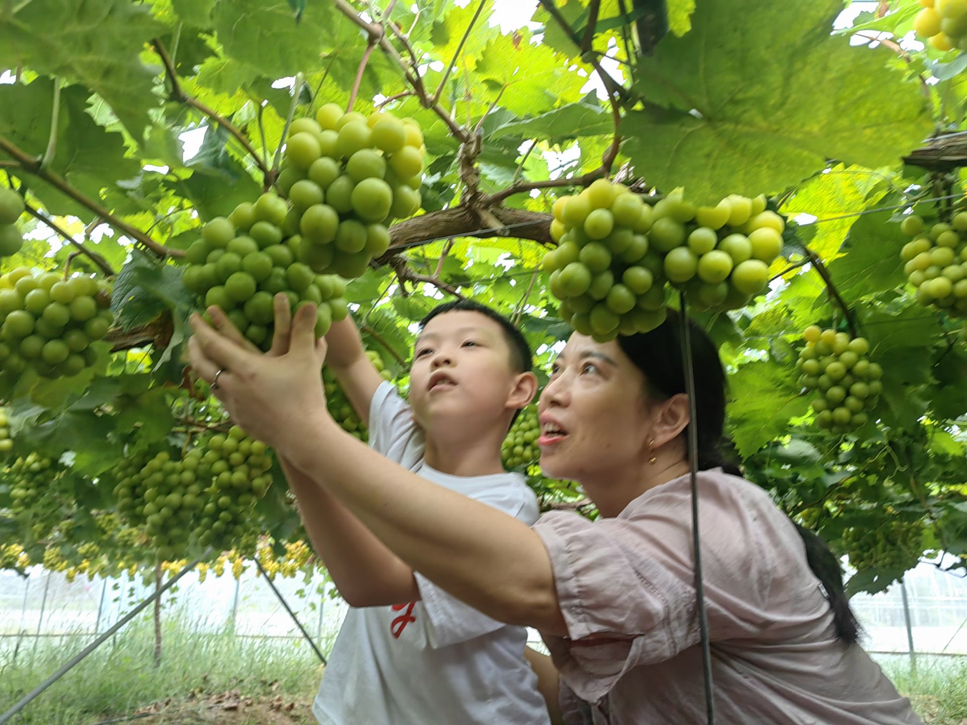 咸宁咸安：白水村的农旅融合之变