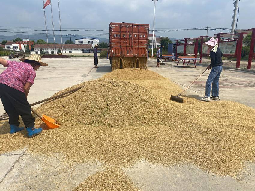 湖北京山：村广场变稻场 干群同心助丰收