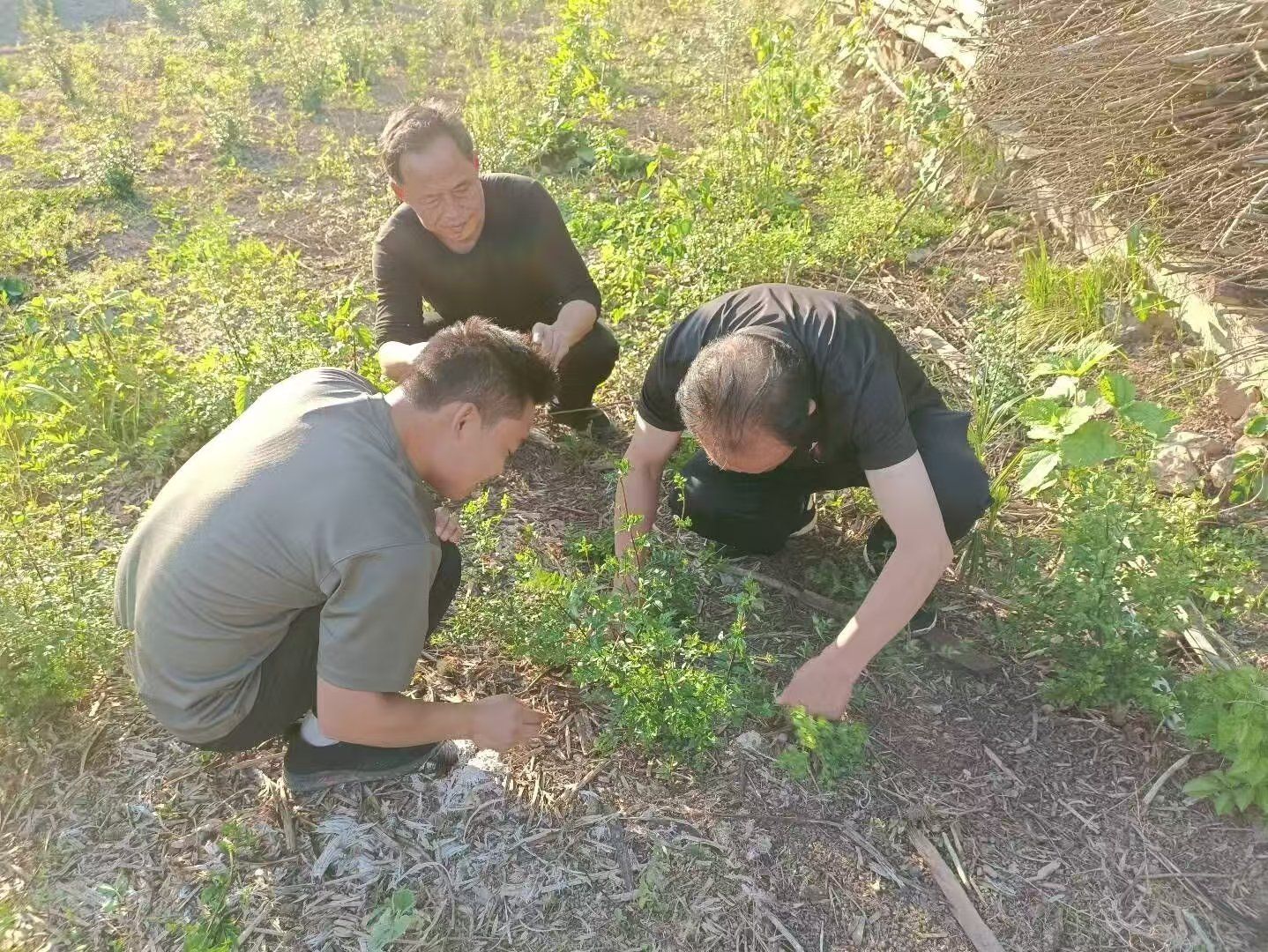 湖北京山：苗木盆景产业铺就村民“致富路”