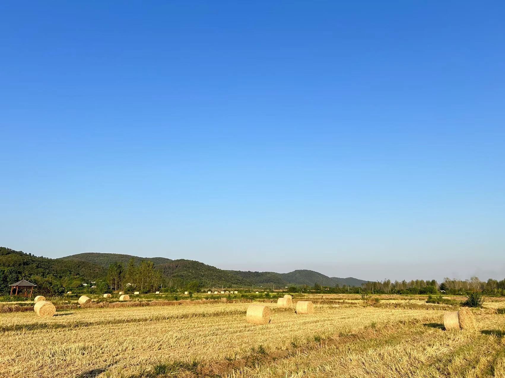 湖北京山：秸秆打捆 绘就丰收图景