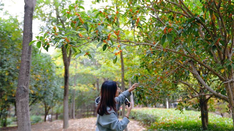 湖北宜城：金秋十月微风爽 桂花绽放醉人香