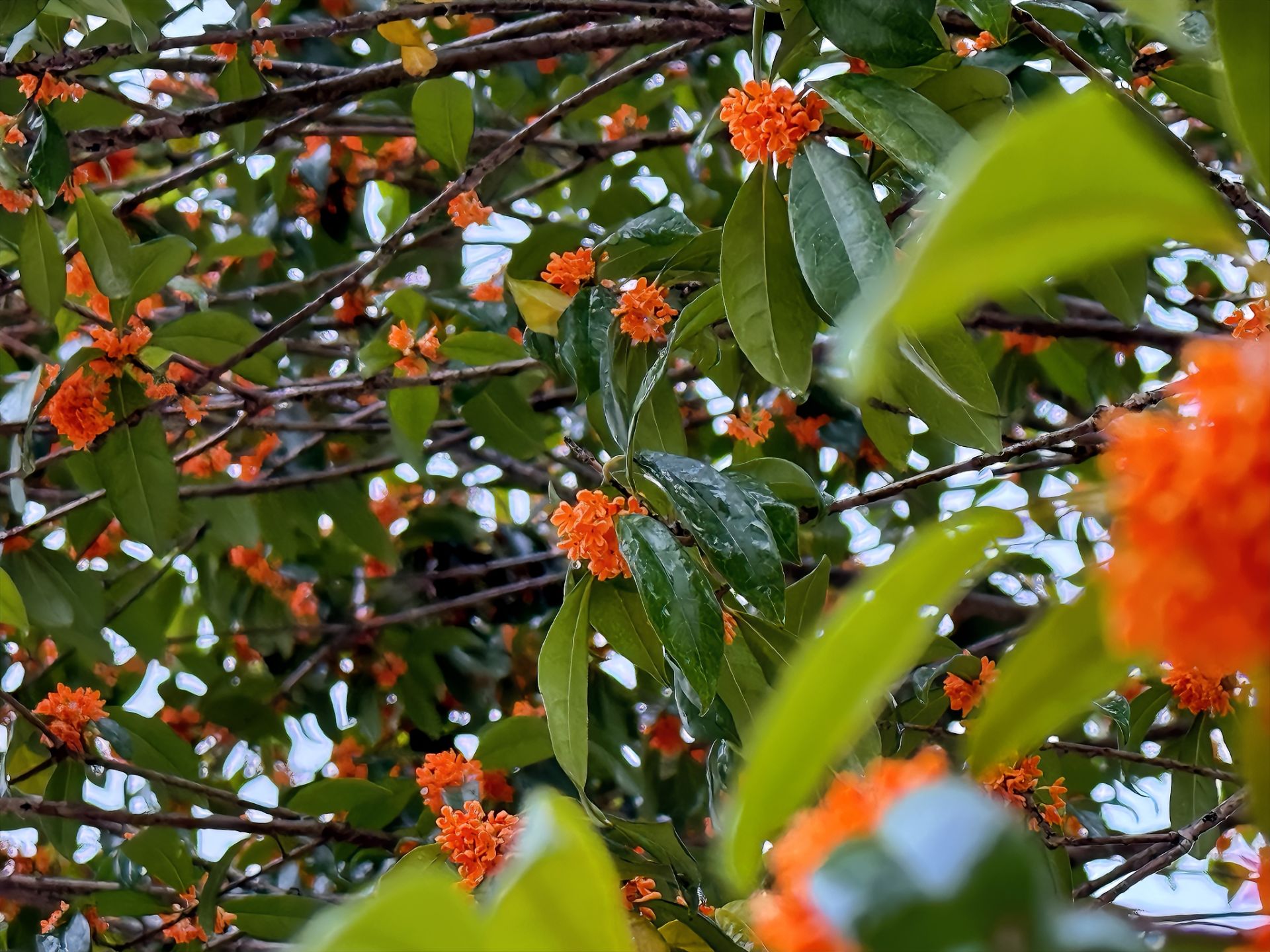 如果秋天有味道，那咸安一定是桂花味！