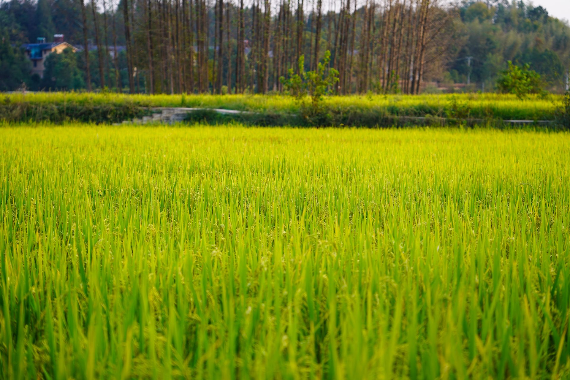 咸宁崇阳：共赏“秋日限定”稻田美景