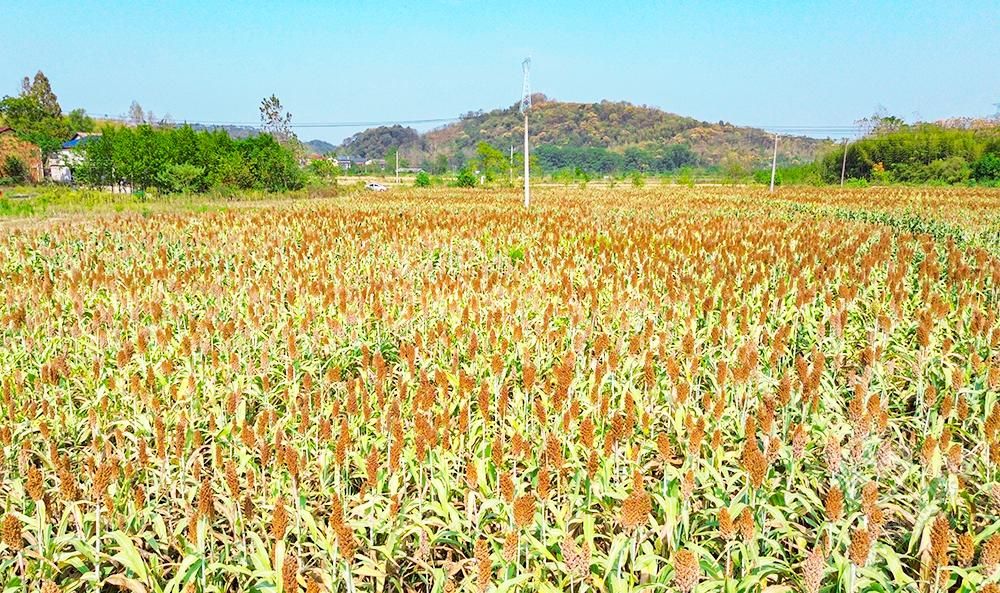 湖北赤壁：百亩高粱别样红 穗粒饱满立枝头