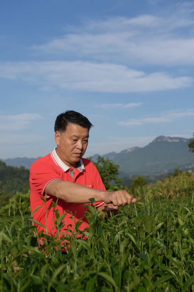 “制茶大师”邱建红：一生只为一片“叶”