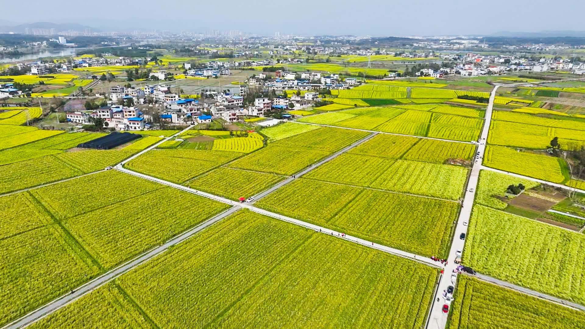 咸宁崇阳：秋播一粒“籽”  静待花开好“丰”景