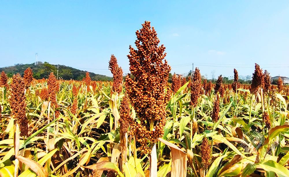 湖北赤壁：百亩高粱别样红 穗粒饱满立枝头