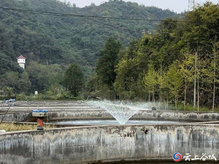 “水中大熊猫”中华鲟在谷城顺利产下百万鱼卵