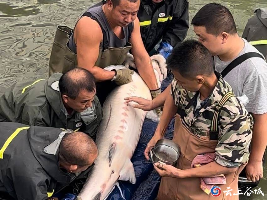 “水中大熊猫”中华鲟在谷城顺利产下百万鱼卵