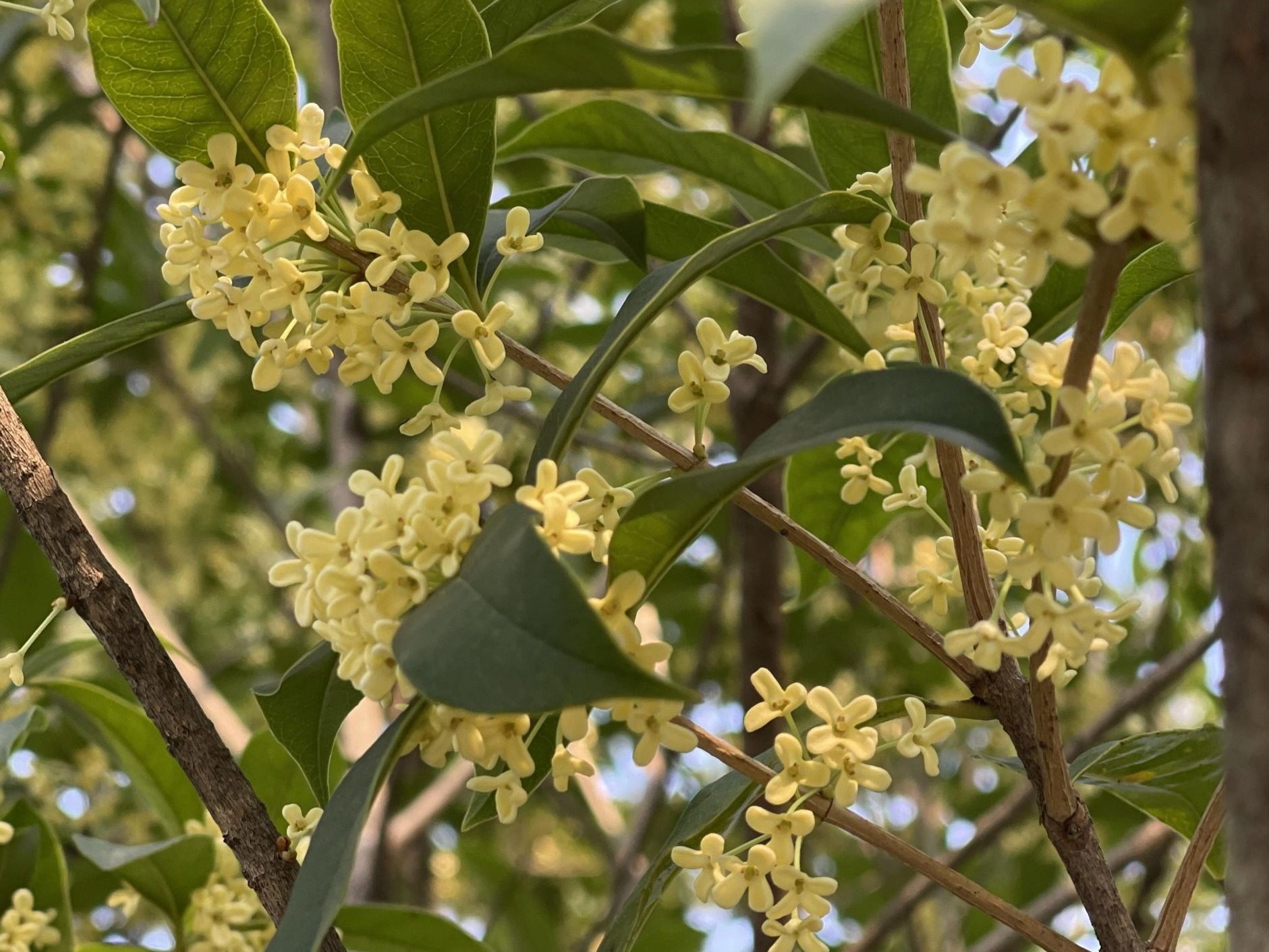 如果秋天有味道，那咸安一定是桂花味！