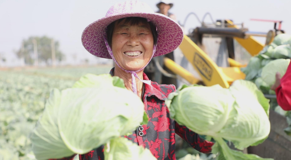 荆门沙洋：包菜丰收菜农忙 科学种植助增收