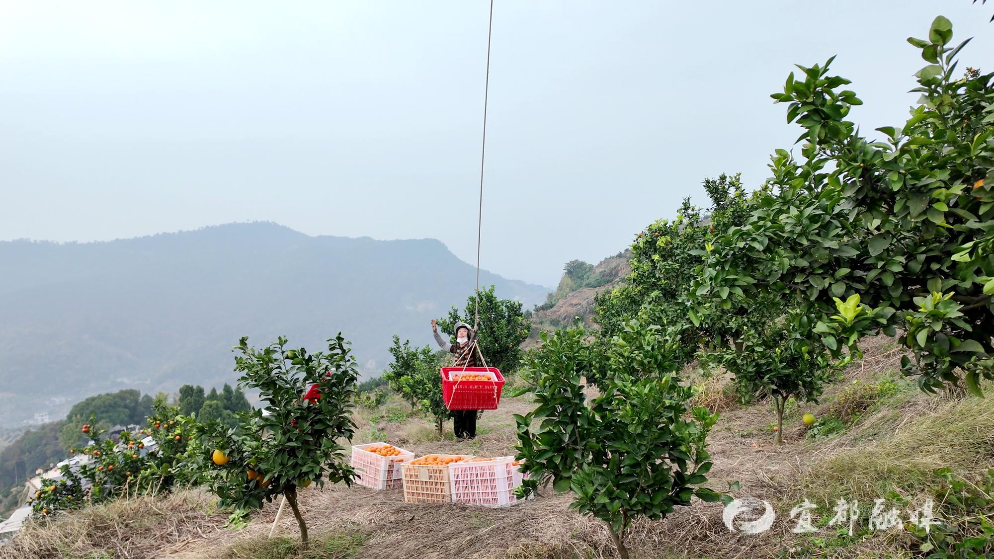 宜昌宜都：柑橘坐“飞的”出山