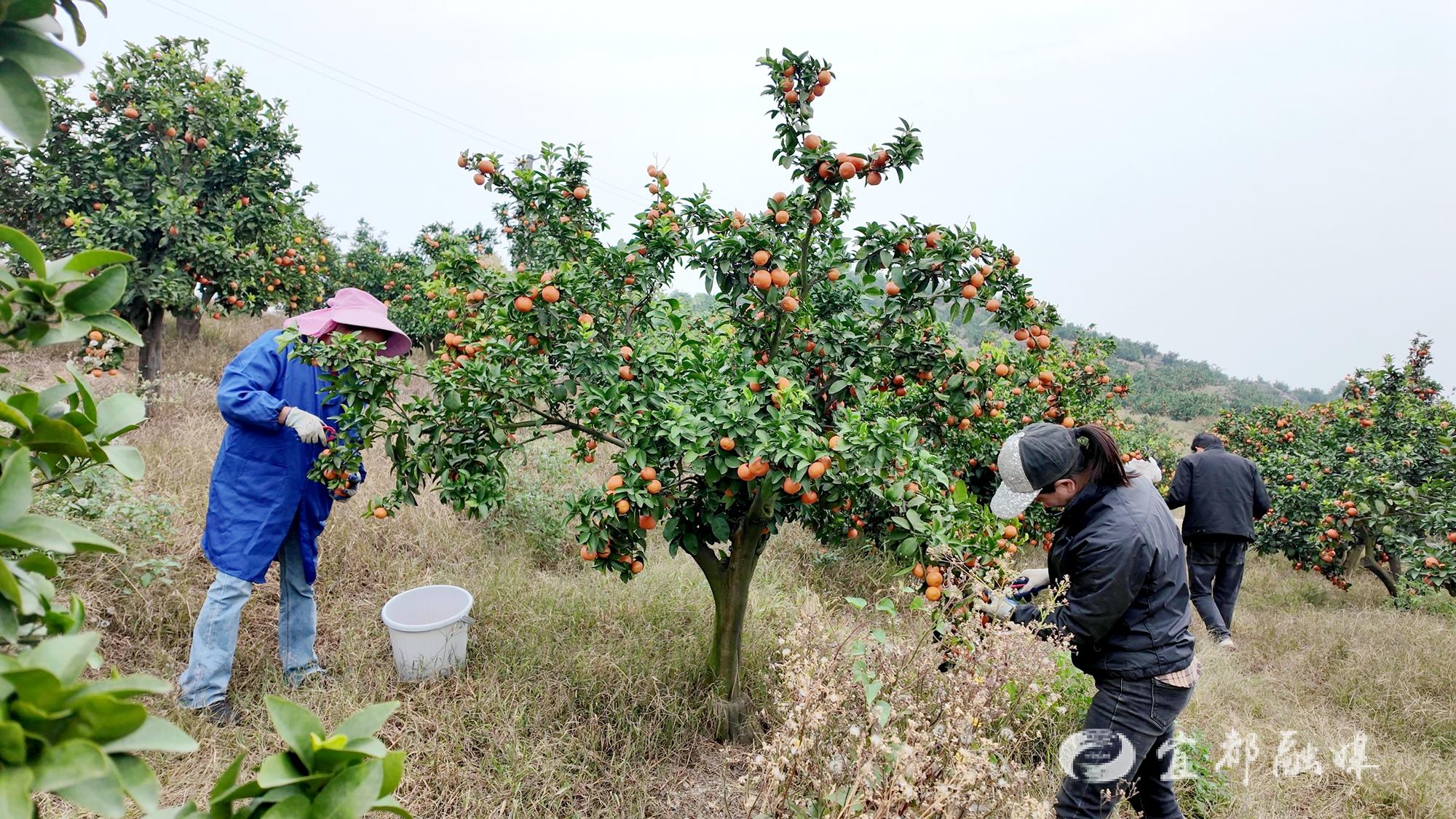 宜昌宜都：柑橘坐“飞的”出山